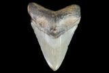 Megalodon Tooth - North Carolina #91140-1